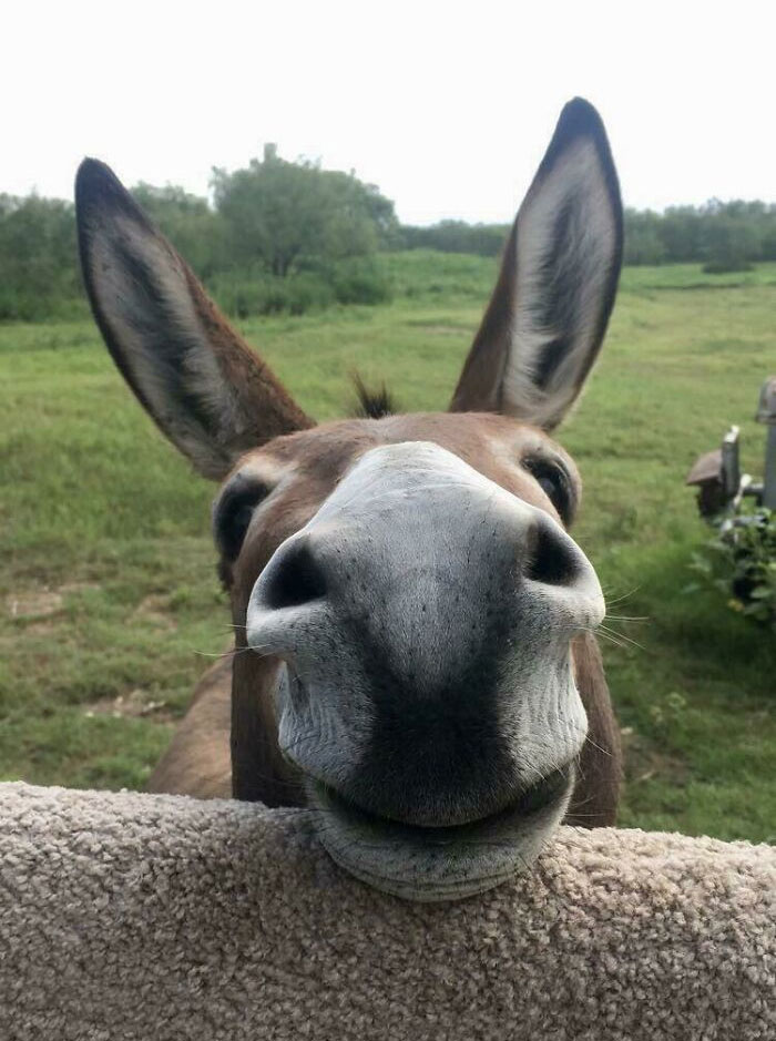 Cute donkey pictures 51 62723525b4962  700