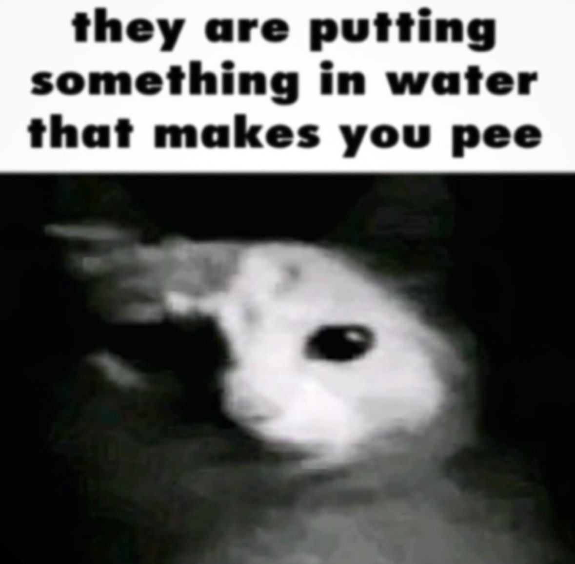 1000144916