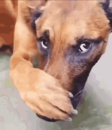 Dog smelling bad you smell stink