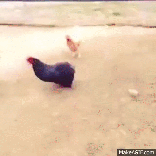 Chicken vs shotgun