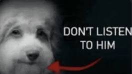 Don'T Listen To Him Dog Listen Meme – Don't listen to him Dog listen – find  og del giffer