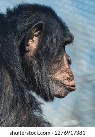 Chimpanzee fur primate side portrait 260nw 2276917381