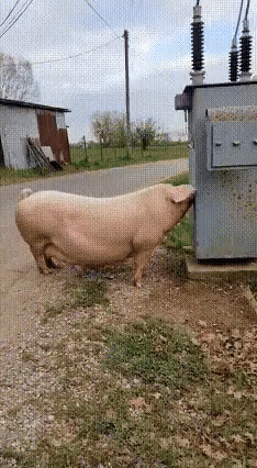 1000013272