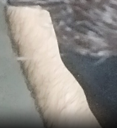 1781667403265