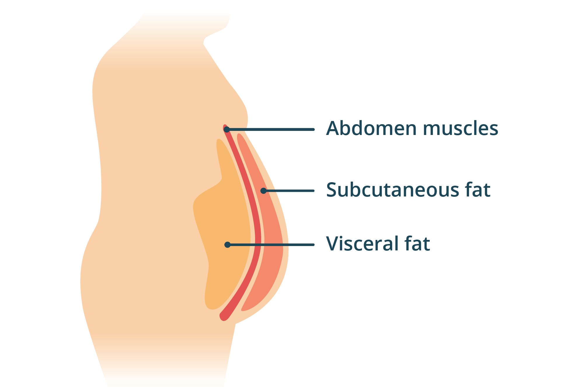 Visceral fat diagram ad484c