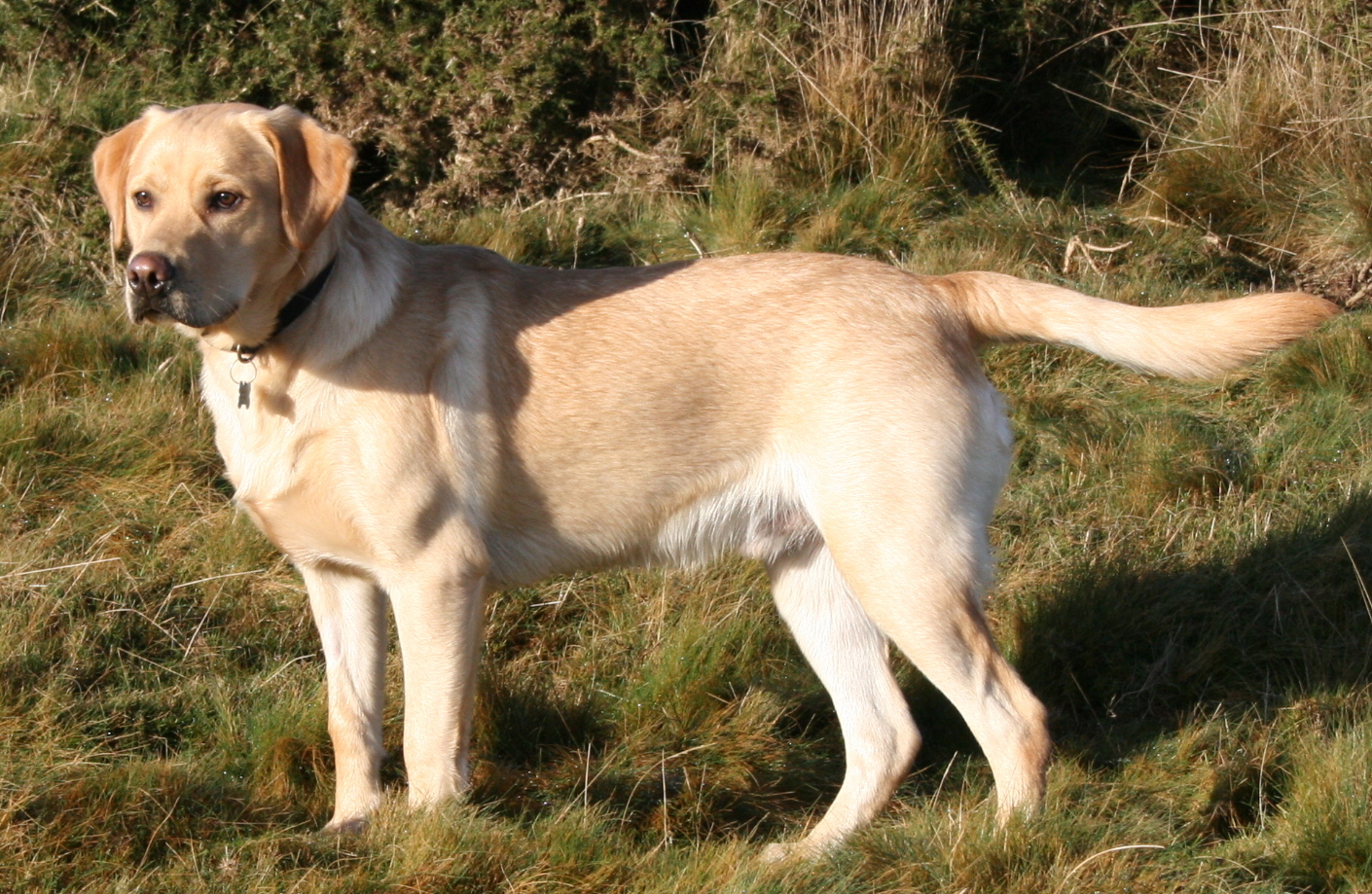 Labrador on Quantock 2175262184