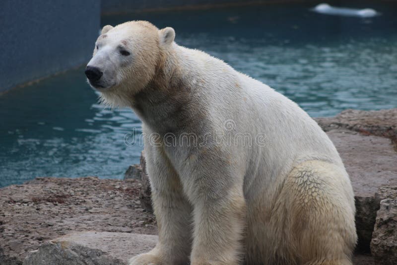 Polar bear looks bit sad conservation essential species polar bear looks bit sad conservation 