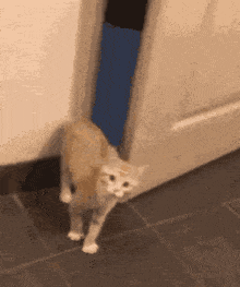 Cat hiding scared cat