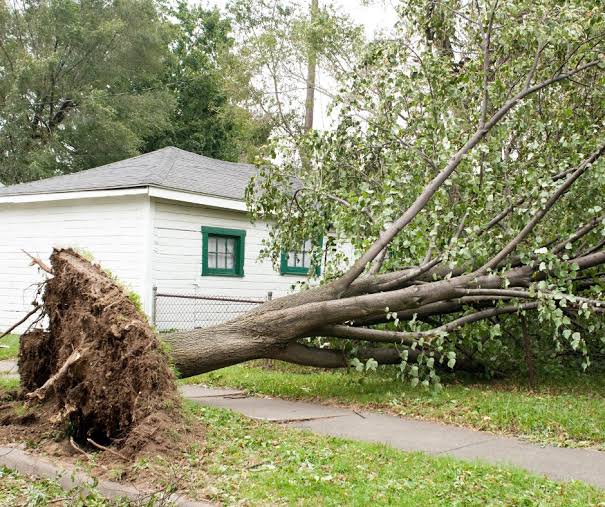 Fallen tree