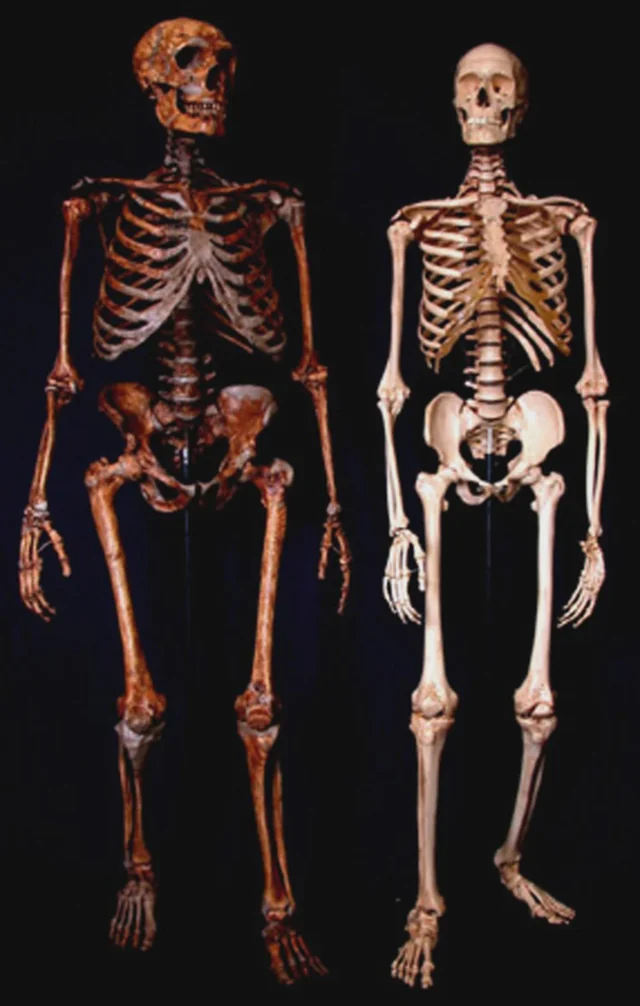 Comparison of theoretical neanderthal skeleton with v0 nspdohbhhdqd1