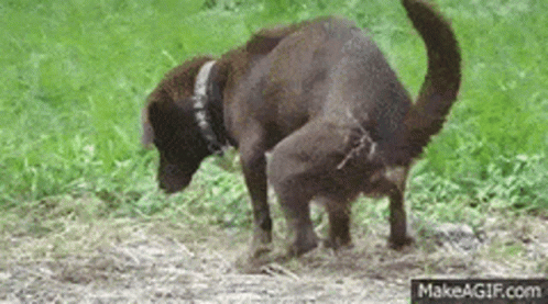 Funny animal