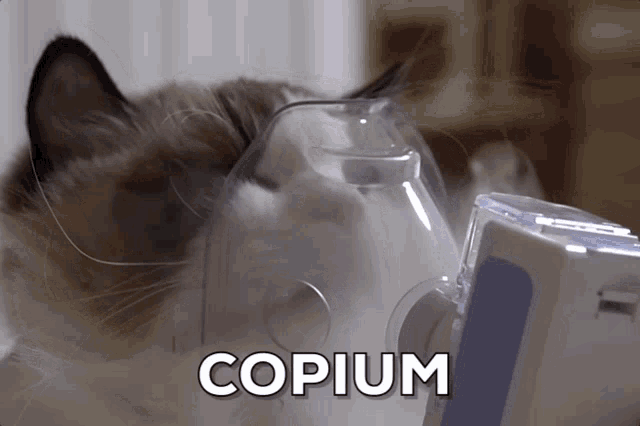 Copium cat