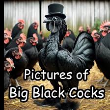 Images 16
