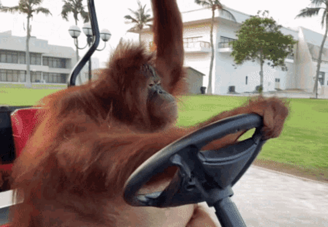 Orangutan driving
