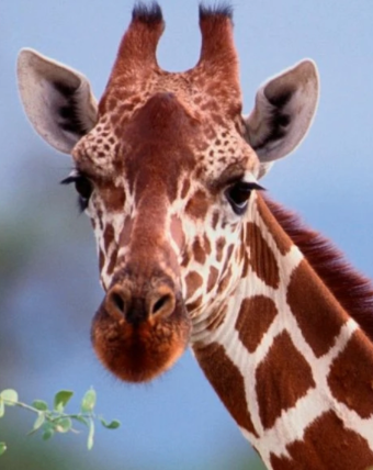 6412375 giraffe