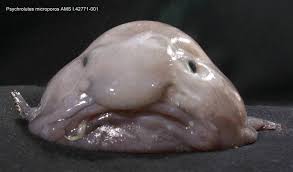 Blobfish (aka Mr Blobby) - The ...