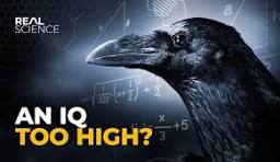 Why Crows Are as Smart as 7 Year Old Humans