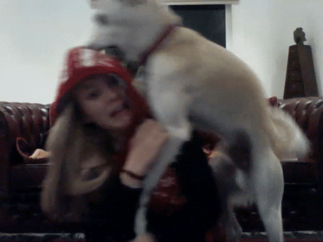 Dog dry hump woman z8qbt8kbspq1h78o