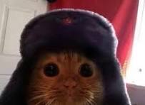 Communist cat : r/cats