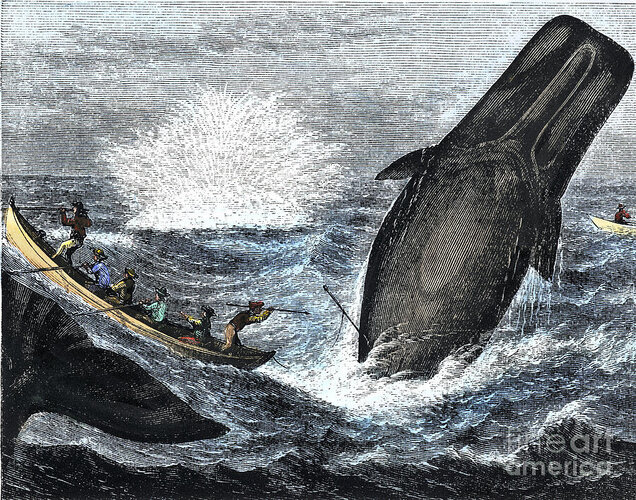 whale-hunter-whale-hit-by-a-harpoon-while-diving-into-the-sea-19th-century-engraving-of-the-19...jpg