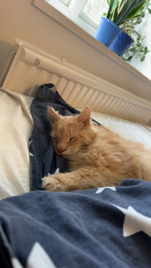 IMG_3502.jpeg
