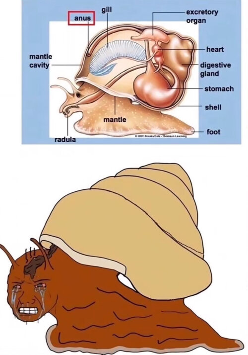 Snegl