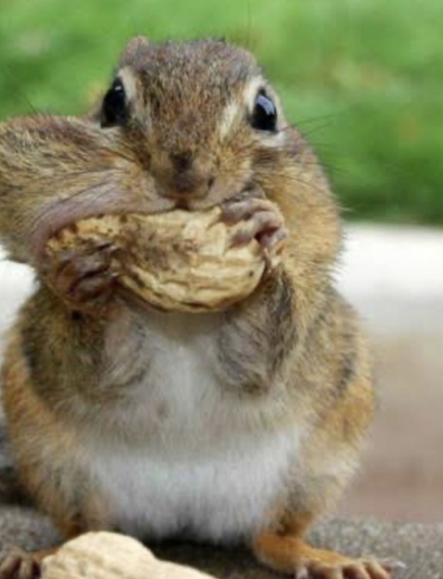 Greedy squirrel