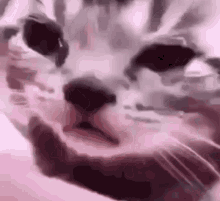 Cat crying cat