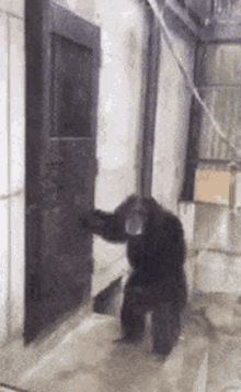 Monkey funny