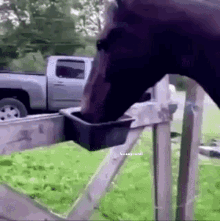 Honeycardi horse