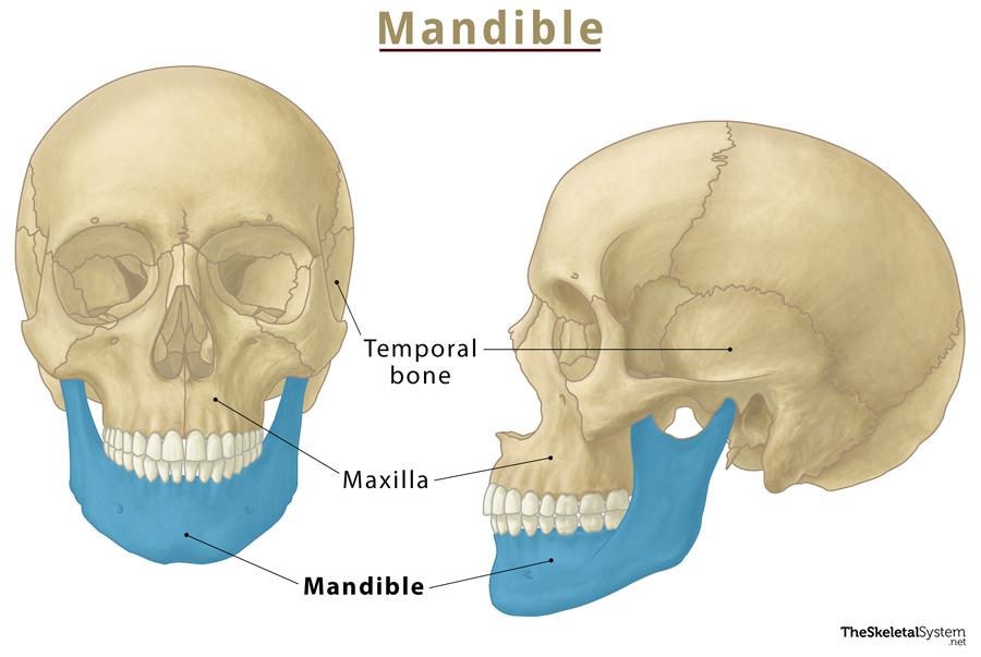 Mandible