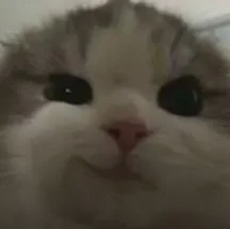 1000006372