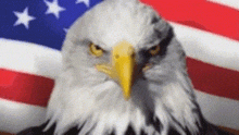 Freedom america