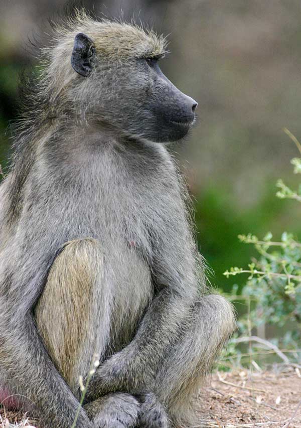 Baboon knp 0027g