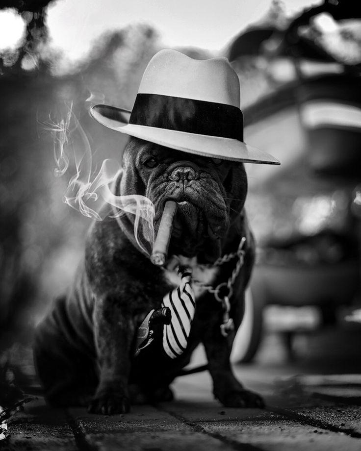 Alcapone dog frenchbulldog art photo gangster