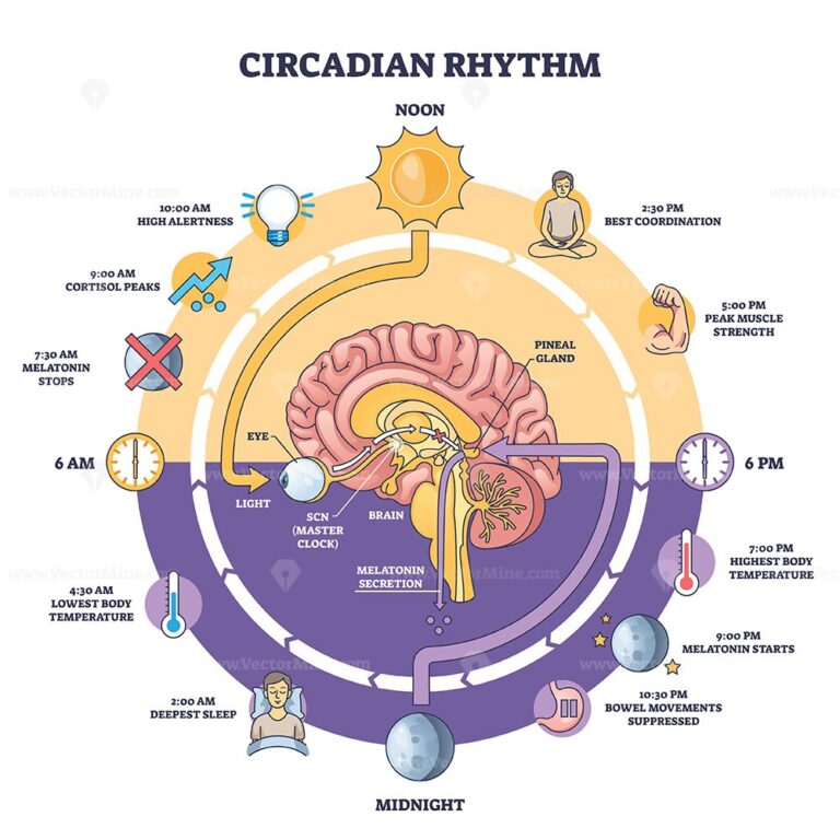 Circadian rhythm brief diagram outline 1 768x768