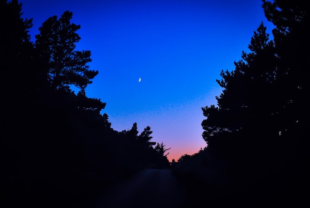Trees against sky dusk 1048944 1435456