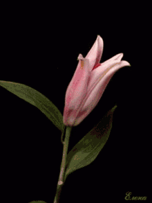 Flower blooming