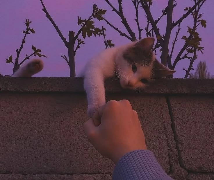 4721