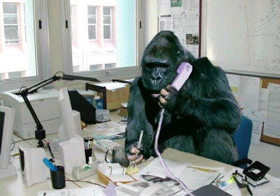 Gorilla behind computer