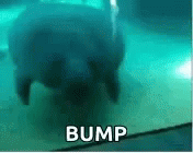 Bump reminder