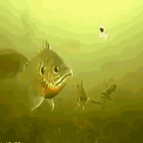 Bait