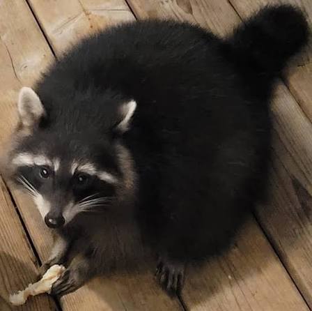 IMG 0323