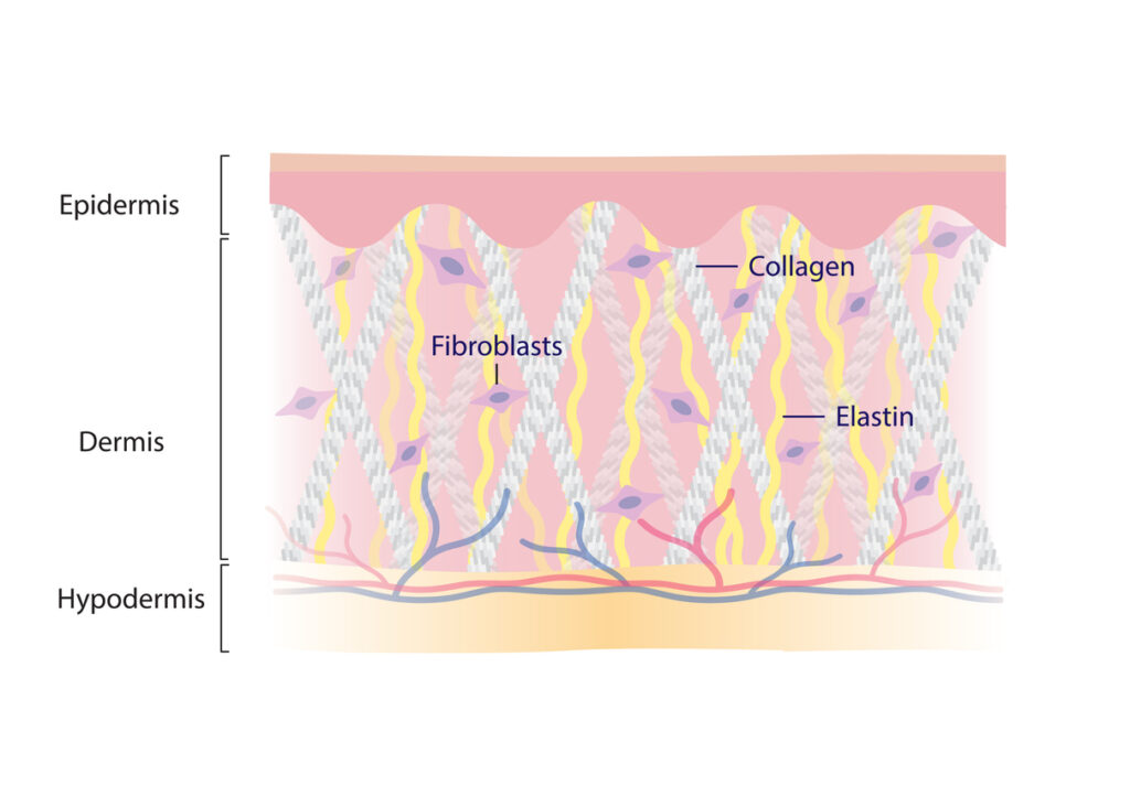 Collagen fibroblast
