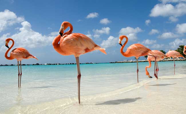 Flamingo 650x400 41495651307
