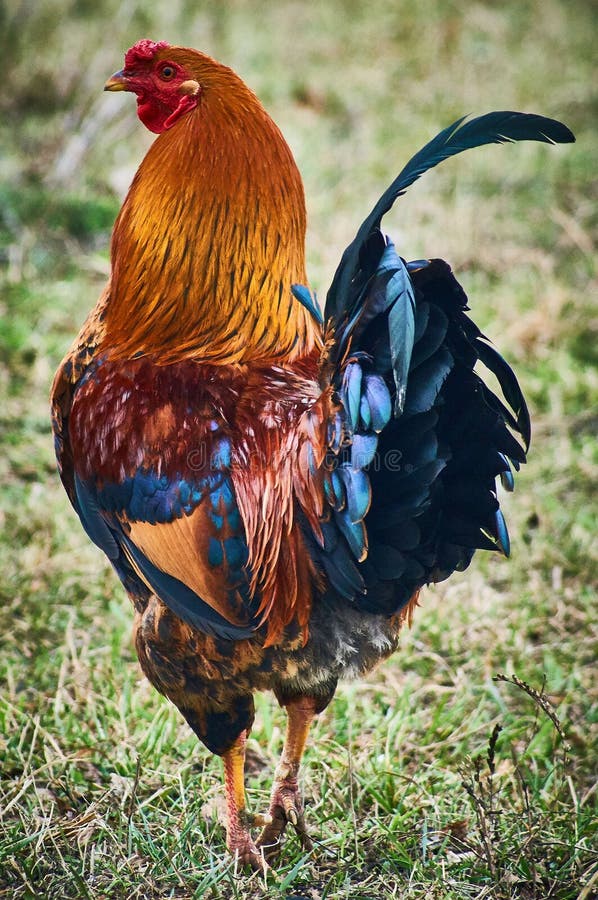 Cock rooster  male chicken general sense males all gallinaceous birds family outwardly chicke