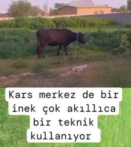 1784976417074