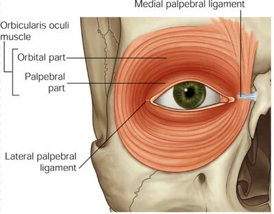Orbital and Palpebral Parts of Orbicularis Oculi picture