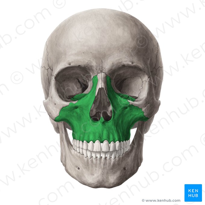 XwZzrOLX4vBH6qNcBQeBeg Maxilla