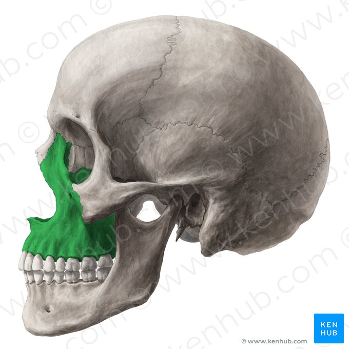 NgzT6SOsZWzhxHZslz4tg Maxilla 02